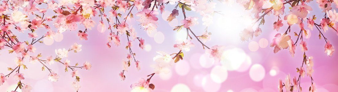 Soft blossom banner